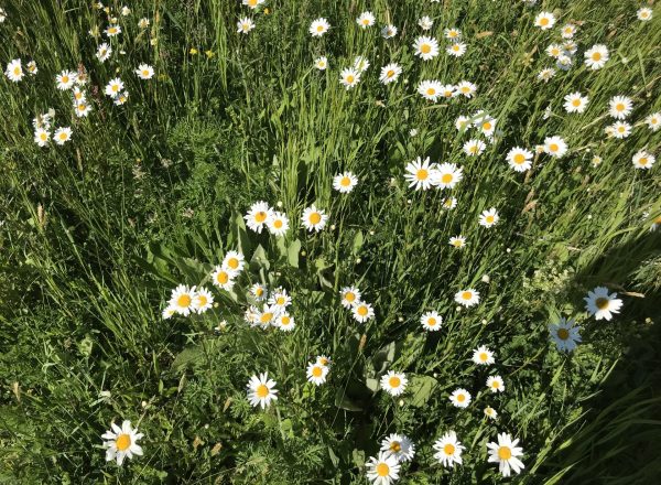 Aufwuchs im ersten Jahr