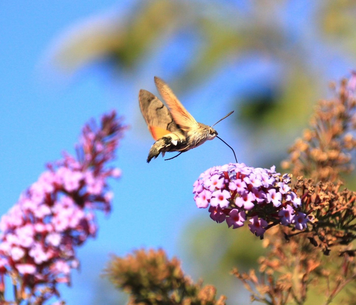 flowers-3401339 klein